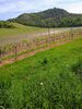 neues Weinanbaugebiet am Fuße der Kunitzburg
