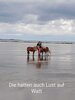 Foto vom Album: Wanderwoche Dagebüll im Weltnaturerbe Wattenmeer