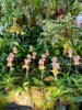 Fotoalbum: Medaillen für Großräschener Orchideen