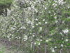 Foto vom Album: Wanderwoche Südtirol - Apfelblüte und Alpengipfel