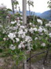 tolle Apfelblüte