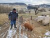 : Einen Hund gibt es nicht auf dem Kastlhof, daf&uuml;r ein zutrauliches Wollschwein namens Prosciutto, das auf Schritt und Tritt folgt.