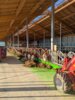 Im neuen Kuhstall k&ouml;nnen Schulklassen, Kindergartengruppen oder zu Veranstaltungen angemeldete Kinder die Abl&auml;ufe auf einem Bauernhof miterleben.