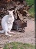 Fotoalbum