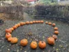 Foto vom Album: Kürbisse schnitzen Klasse 3a
