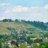 Blick auf einen Weinberg