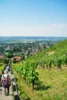Abstieg vom Spitzberg nach Hoflößnitz