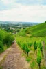 Foto vom Album: Wanderwoche Sächsischer Weinwanderweg