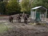 Foto vom Album: Poisouleselgehege