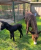 Poitoueselhengst im Juli 2026 geboren