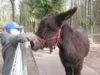 Foto vom Album: Poisouleselgehege
