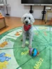Foto vom Album: Besuch Oliver Mommsen - Johanniter Lesehunde