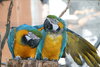 Foto zur Veranstaltung 2. Papageienfest der Papageienschutzstation