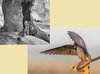 Foto zur Veranstaltung Ausstellung - Zeitgeformt - Karl-Heinz-Schlierbach & Natur-Fotografien von Robert Sommer