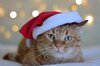 Veranstaltung: Tierheimweihnacht