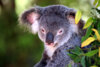 Veranstaltung: Kinofilm Australien Fr 06. 06. 2025