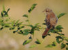 Veranstaltung: Vernissage zur Ausstellung in der Galerie Alter Laden:  Vielfältige Natur - Fotografie Lothar Schneeberger, Nackel Sa 31.05.2025