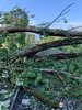 Vorschaubild des Einsatzes: Beseitigung Unwetterschäden/Baum auf Bahngleis
