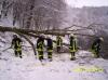 Foto vom Album: Einsatz Baum auf Strasse in Pansfelde