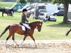 Foto vom Album: Reitturnier Uenze 2012