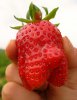 Erdbeeren....