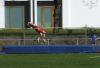 Bild von Galerie: Leichtathletik 2018 (April bis Juni)