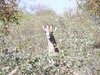 Bild von Galerie: Jagd im Limpopo Valley - Südafrika