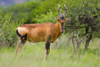 Bild von Galerie: Jagd im Limpopo Valley - Südafrika