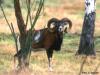 Wildgehege Glauer Tal