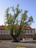 Amtslinde im Schlosshof