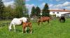 Vorschau:Marbach Quarterhorses