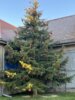 Meldung: Unser Dorfweihnachtsbaum in Blankenberg