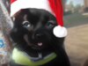 Meldung: Weihnachtsbrief der Katzenhilfe Bleckede