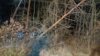 Meldung: Einsatzbericht 02/2025 - 01.01.2025 - H1 Baum in Oberleitung, Rohne