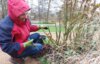 Meldung: Rosenblüte fördern und Gesundheit erhalten
