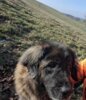 Meldung: +++ Hund ist wieder daheim +++ - danke an alle - Wer kennt diesen Hund?