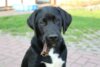 Meldung: Neue Hundehalterverordnung im Land Brandenburg seit dem 01.07.2024