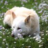 Meldung: Spendenaufruf Bella