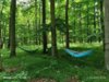Meldung: Waldbaden - Natur pur, die Seele baumeln lassen!
