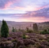 Meldung: Die Heide blüht - los geht's mit dem Heide-Shuttle