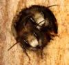 Meldung: Naturpark am 16. August: Mit dem Ranger zu Wildbienen und Wespen