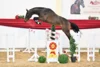 Meldung: Hengstvorbesichtigung und Qualifikation zum DSP Freispringchampionat am 12. November in Neustadt (Dosse)