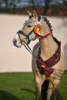 Meldung: Jetzt zur Mitteldeutschen Körung der Pony- und Spezialrassen in Neustadt (Dosse) anmelden
