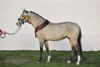 Meldung: Schaufenster der Besten - Das Hengstlot der Pony- und Spezialrassen