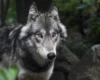 Meldung: Bundeskabinett beschließt Aufnahme des Wolfs ins Bundesjagdgesetz