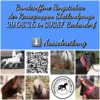 Meldung: Bundesoffene Hengstschau der Rassegruppen Shetlandponys