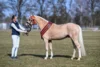 Meldung: Süddeutsche Ponykörung: Axel Schuster stellt Reservesieger in München