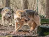 Meldung: Veranstaltungshinweis: "Wolfsabweisender Herdenschutz" am 14.04.2026 in Iden
