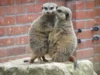 Vorschaubild der Meldung: Förderverein Tierpark Perleberg bleibt ein wichtiger Unterstützer