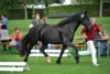 Meldung: Welsh Pony Schau im Rahmen der BRALA am 9.Mai 2026